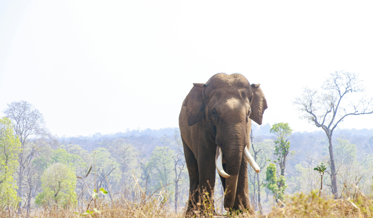 Lucy the Elephant