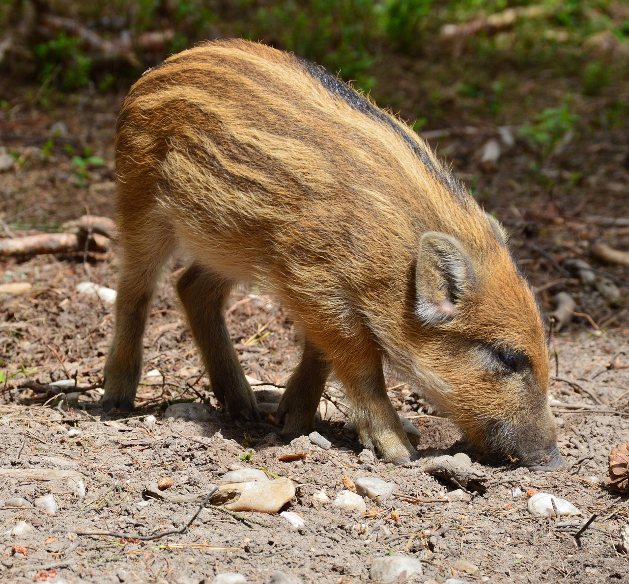 Feral Hogs and Wild Swine Hybrids