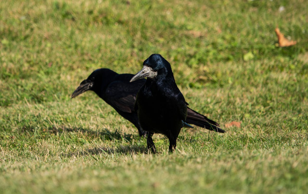 Ravens Plan For Future Rewards
