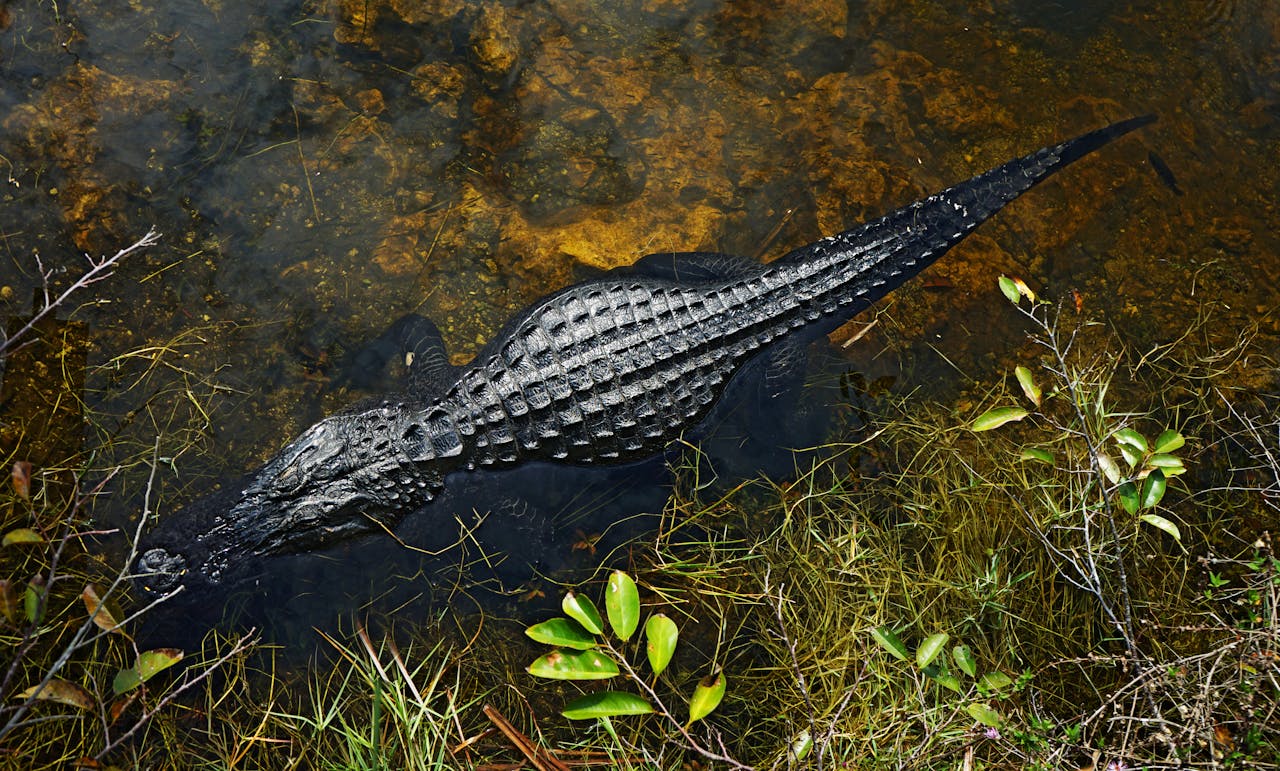 The Alligators in New York Sewers