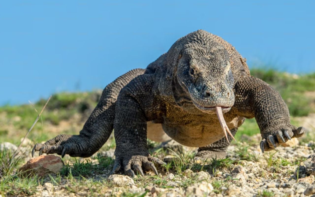 The Real-Life Lizard Man Encounter
