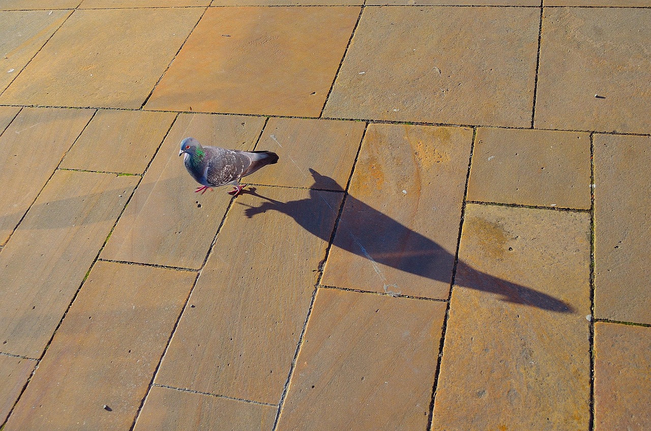 Pigeons Navigate Complex Mazes With Ease