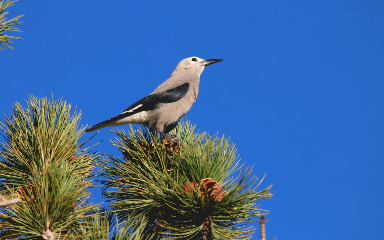 Clark’s Nutcrackers Master Spatial Memory Challenges