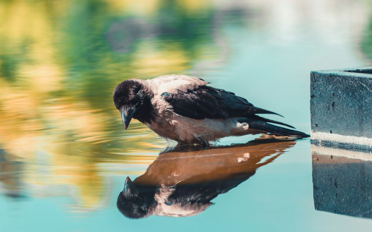Magpies Pass Self-Recognition Mirror Tests