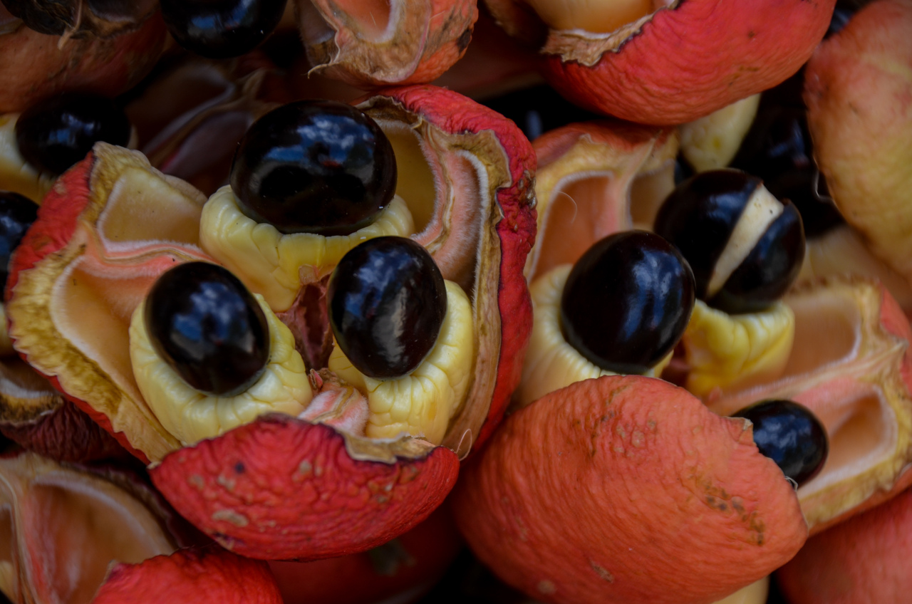 Ackee