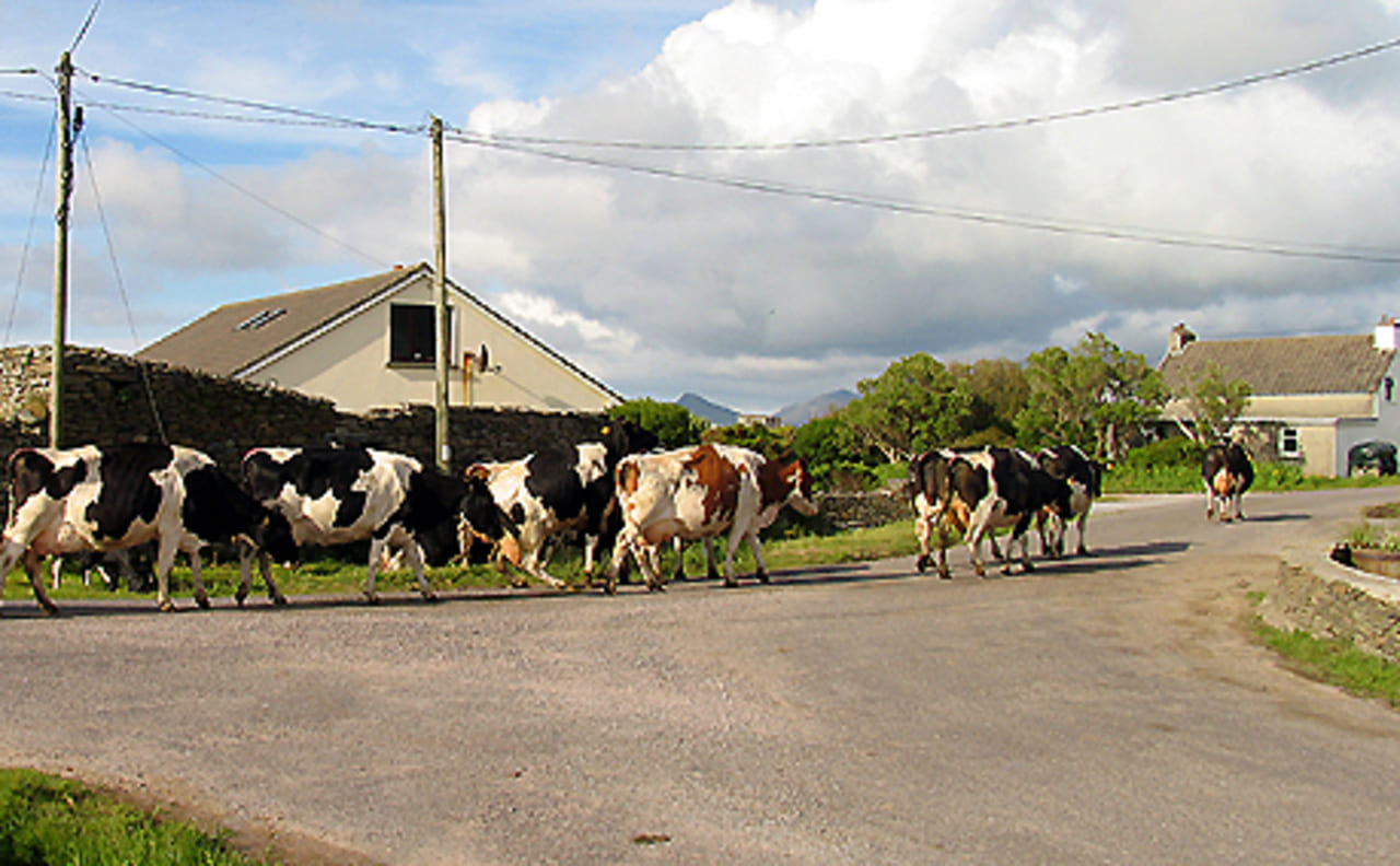 Till the cows come home