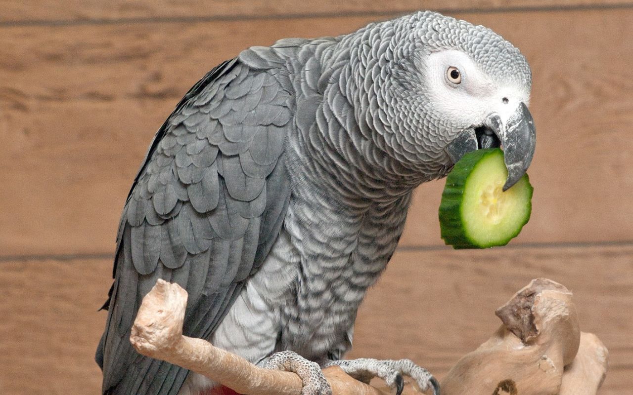 African Grey Parrots Outsmart Memory Tests