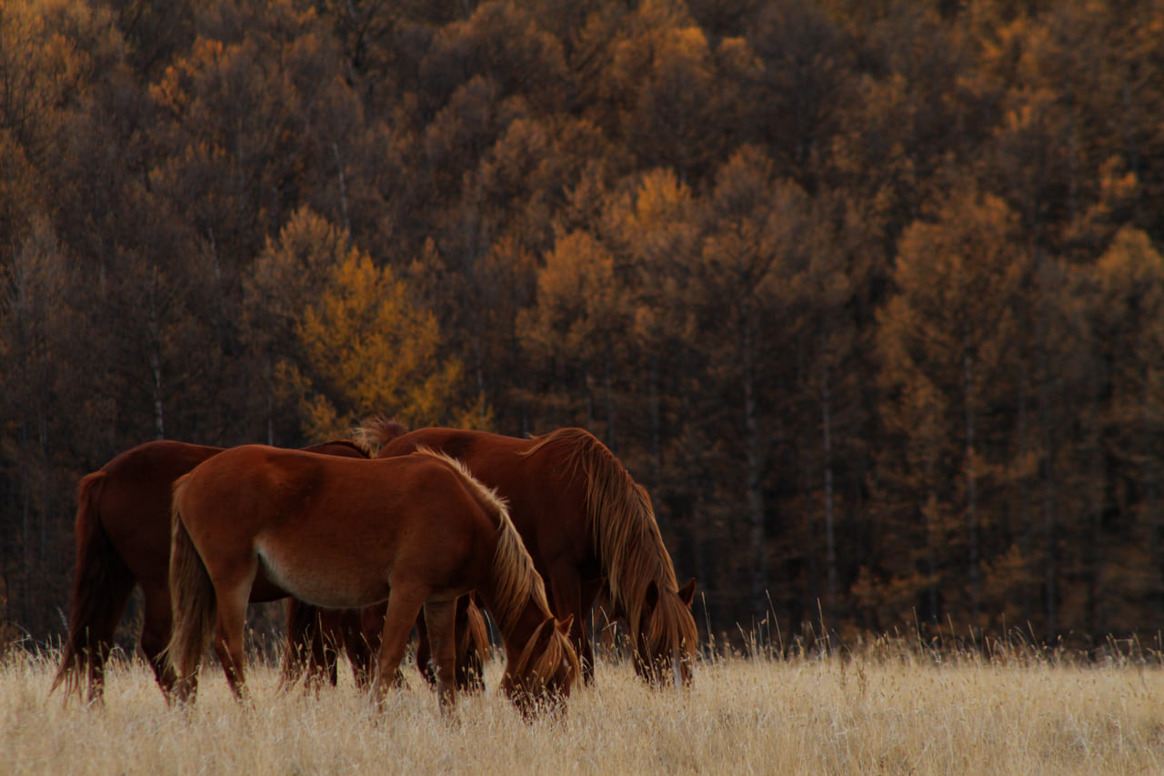 14 Old West Sayings Americans Still Use Without Realizing It