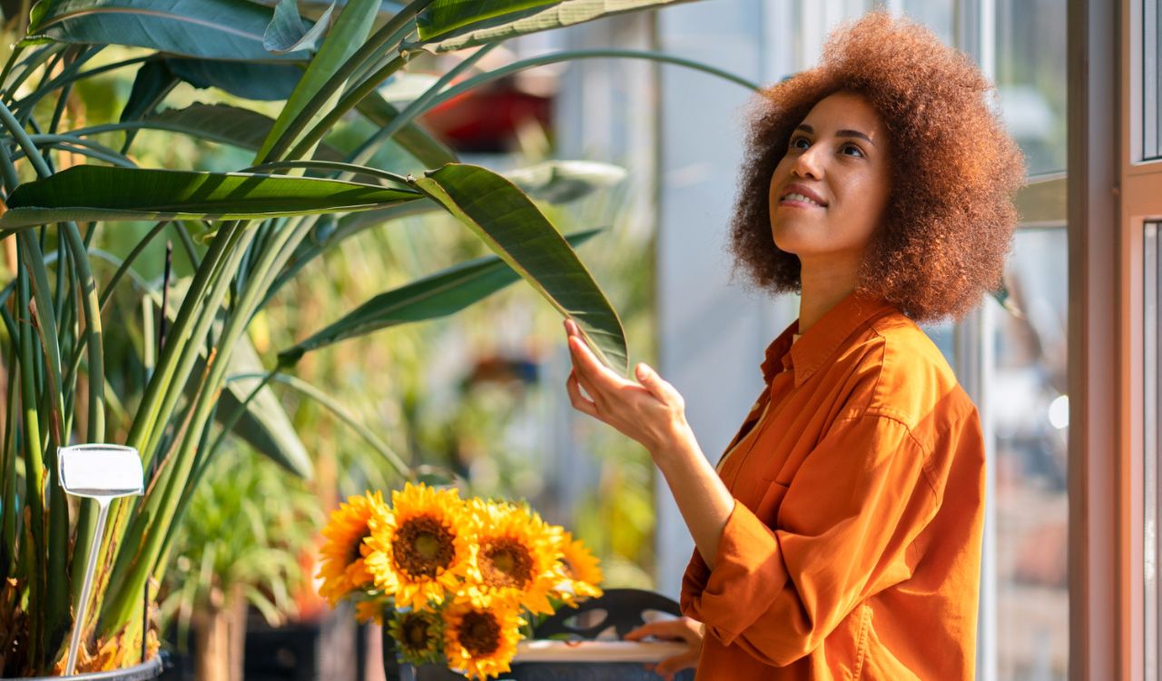 14 Ways to Tell If Your Plants Need More Sun (or Less)