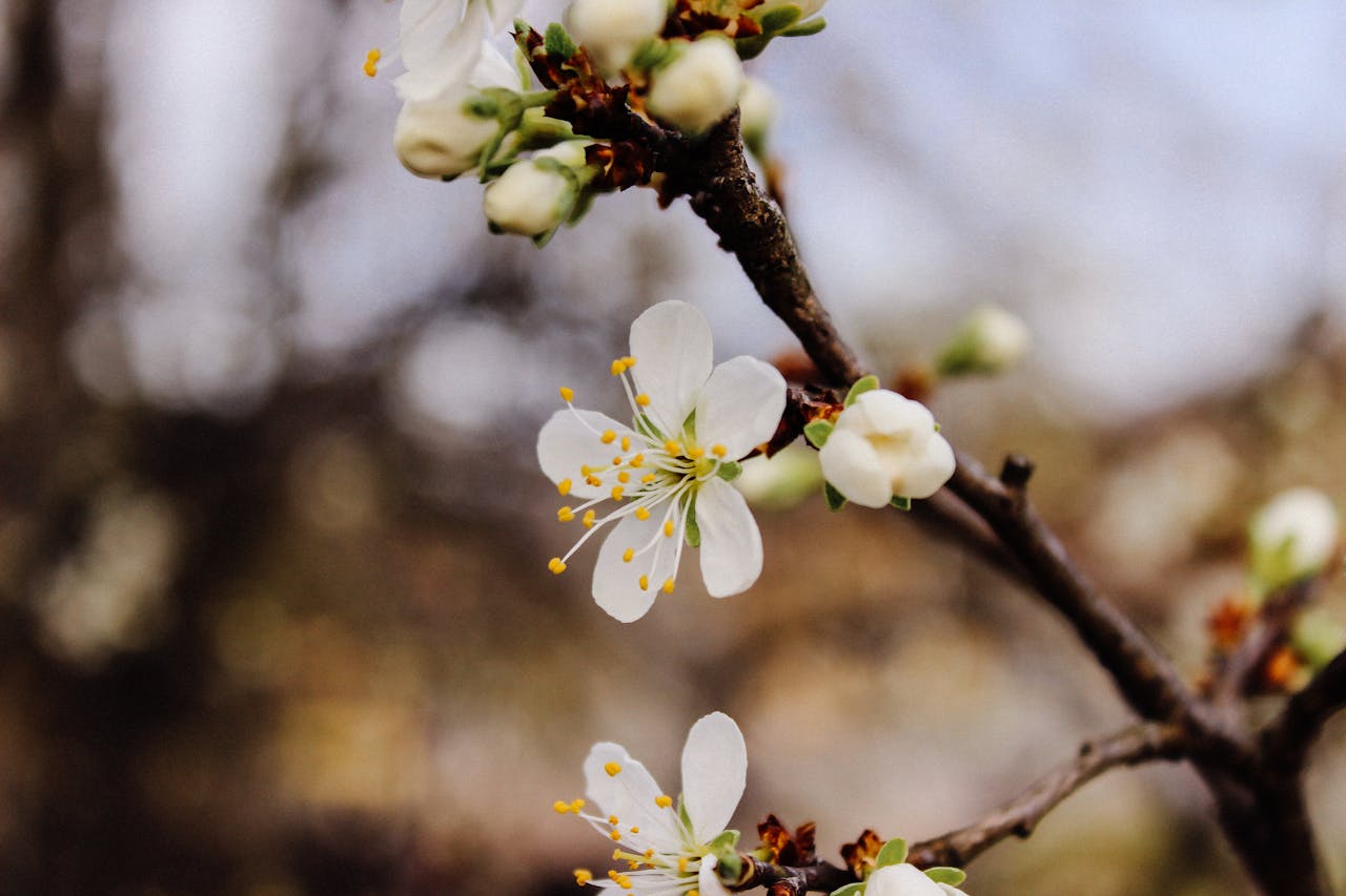 A flowering plant with few blooms and some buds dropping, suggesting inadequate or excessive light.