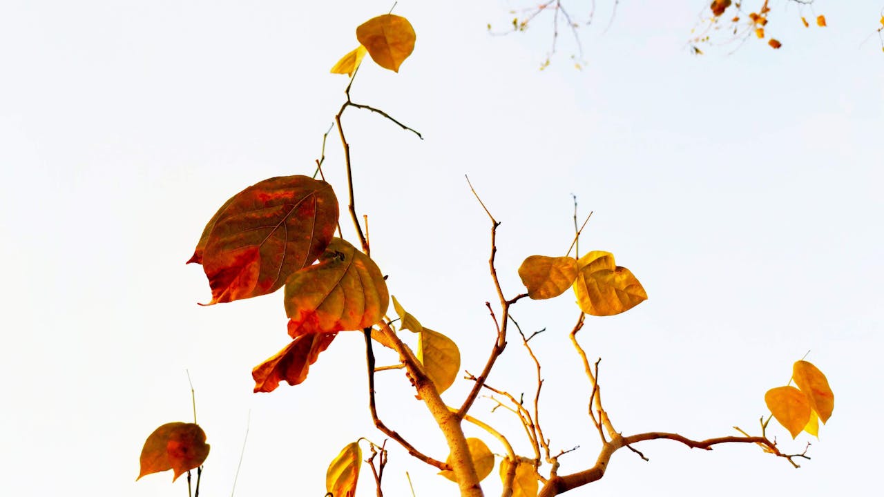 Plant leaves showing bleached and brown sunburn spots from prolonged direct sunlight exposure.
