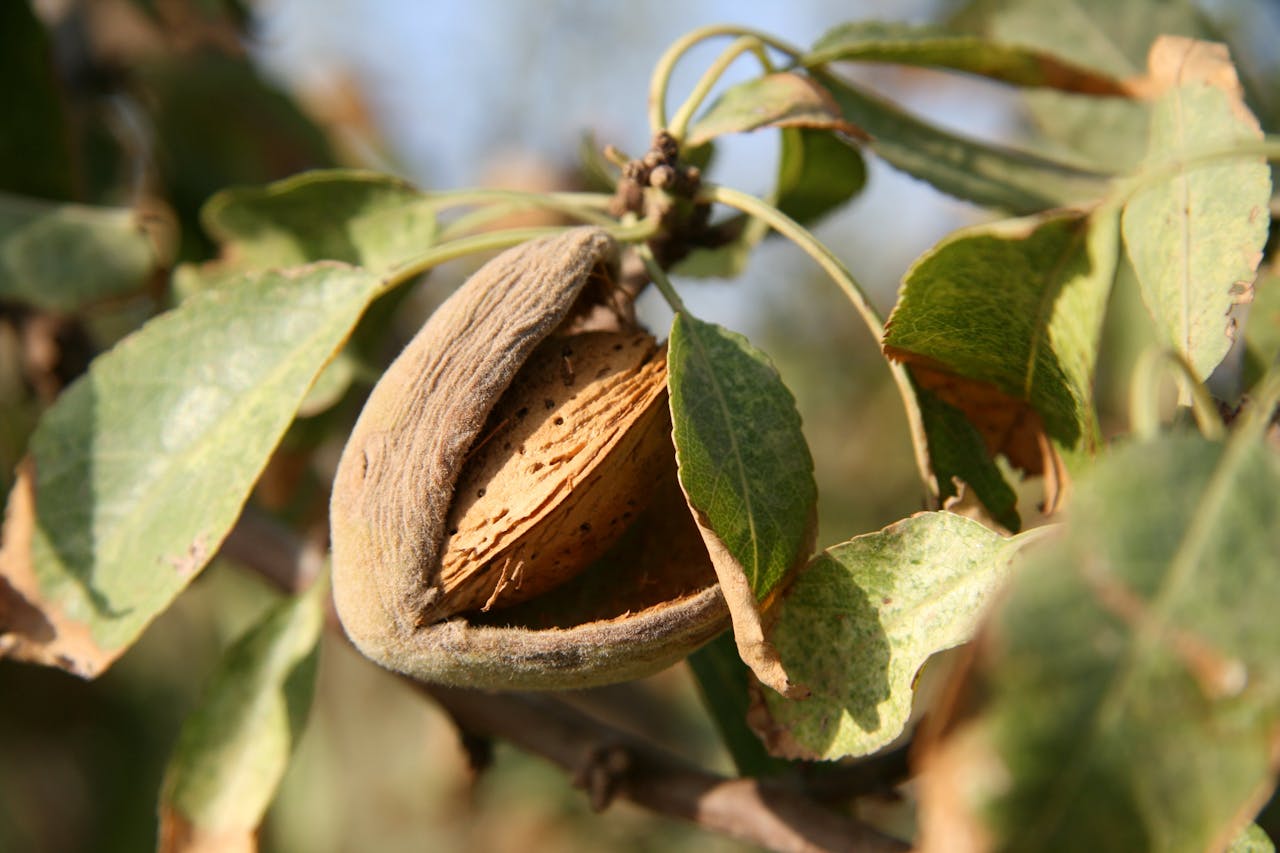 Leaves curling inward with brown, crispy edges on a plant exposed to direct sunlight.