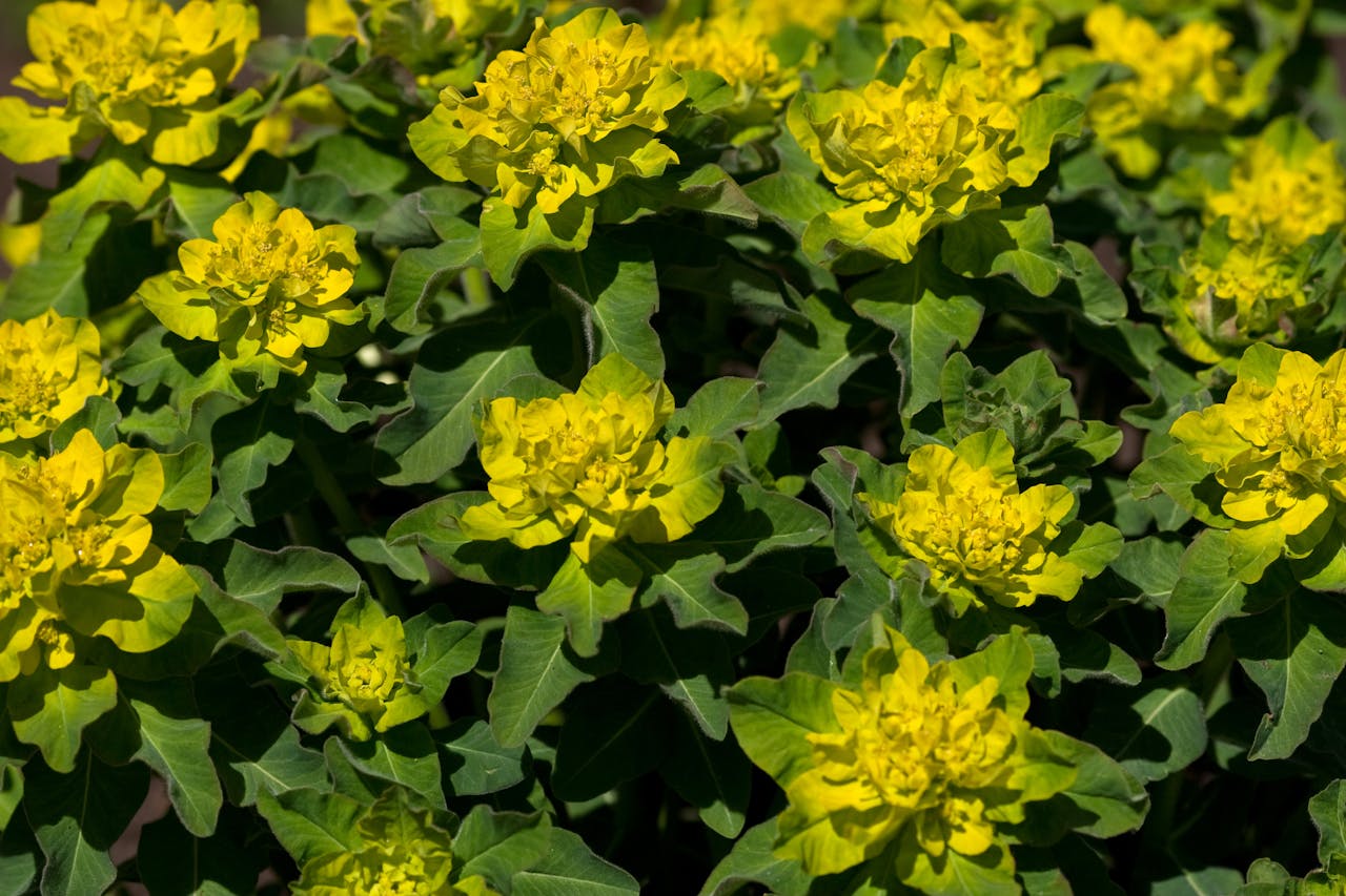 Close-up of a plant with pale and yellowing leaves, indicating it is not receiving enough sunlight.