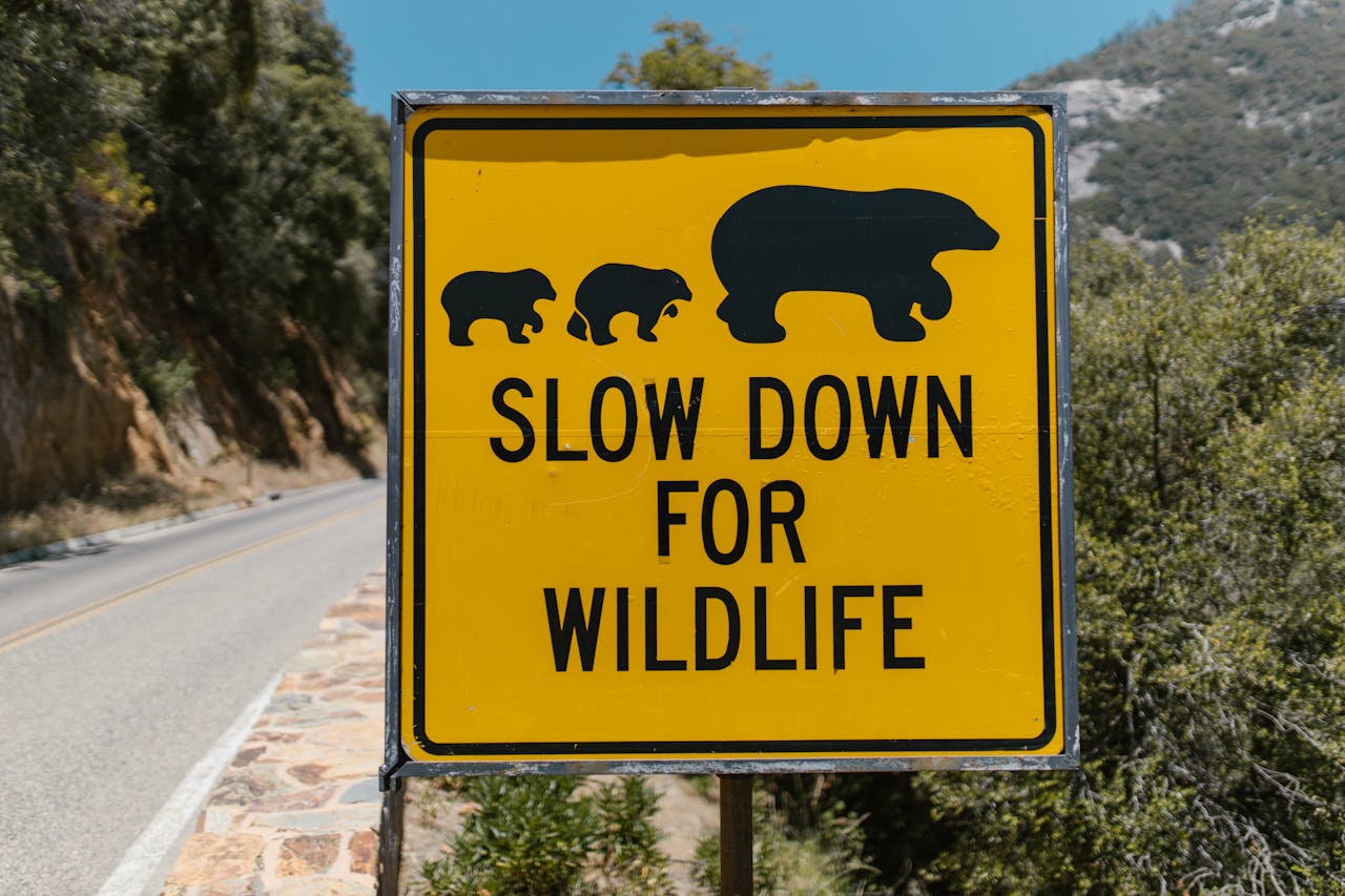 Overlooking Wildlife and Nature Safety Rules