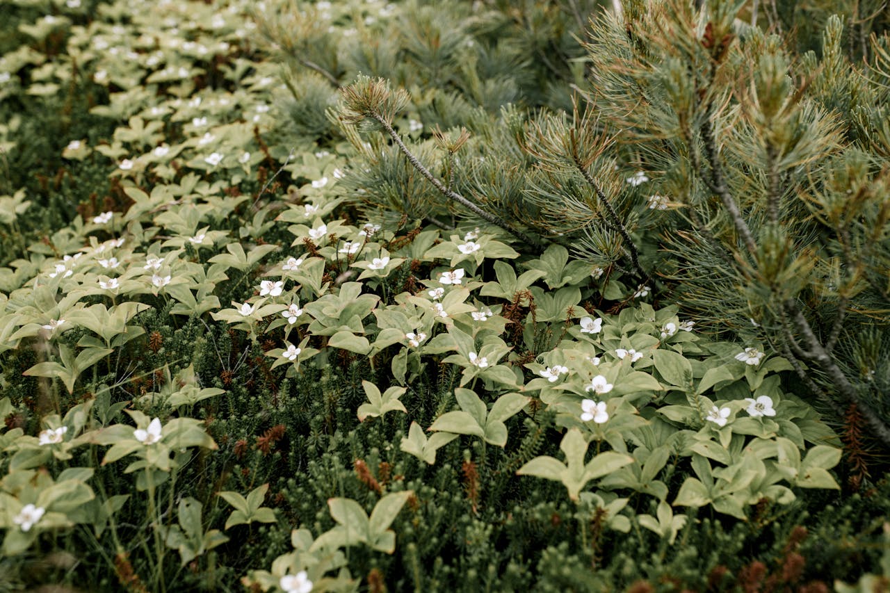 Native Plants Misclassified as Unmaintained Weeds
