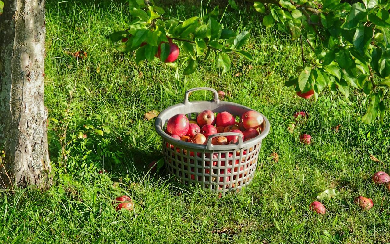 Fruit Trees That Attract Pests and Wildlife