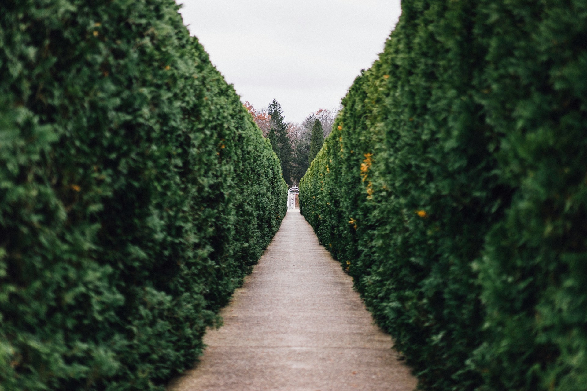 Tall Hedges That Violate Height Restrictions