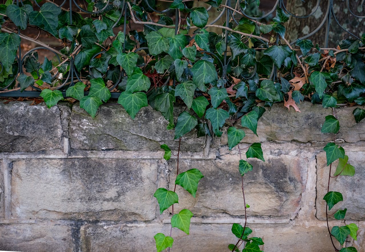 Invasive Ivy That Creeps Into Neighbor Yards
