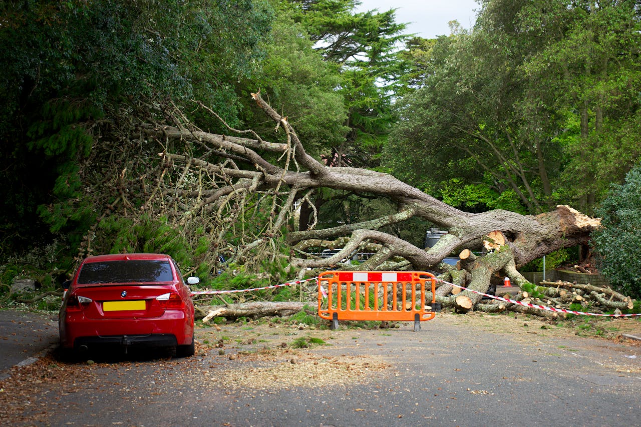 Trees That Block Views or Drop Heavy Debris