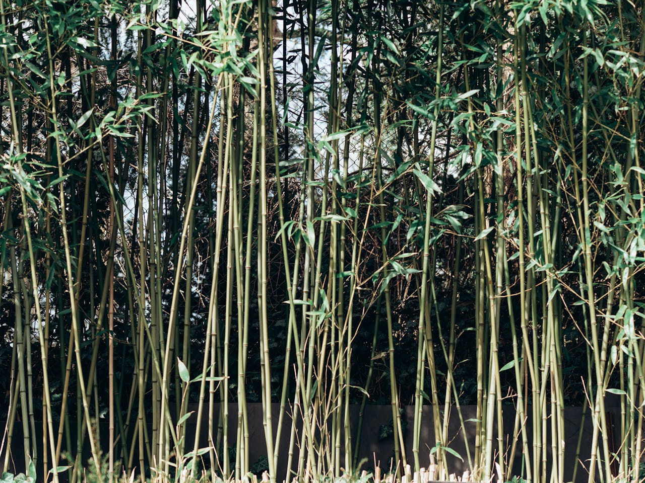 Bamboo That Spreads Beyond Property Lines