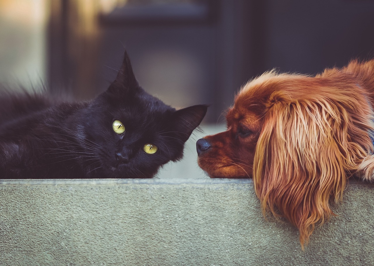 11 Pet Behaviors That Actually Mean “I’m Stressed”