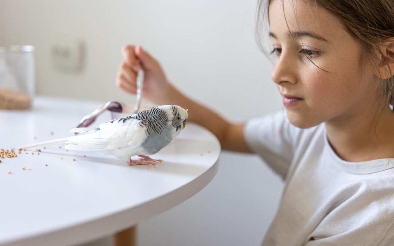 Parrots Understand Cause And Effect Task
