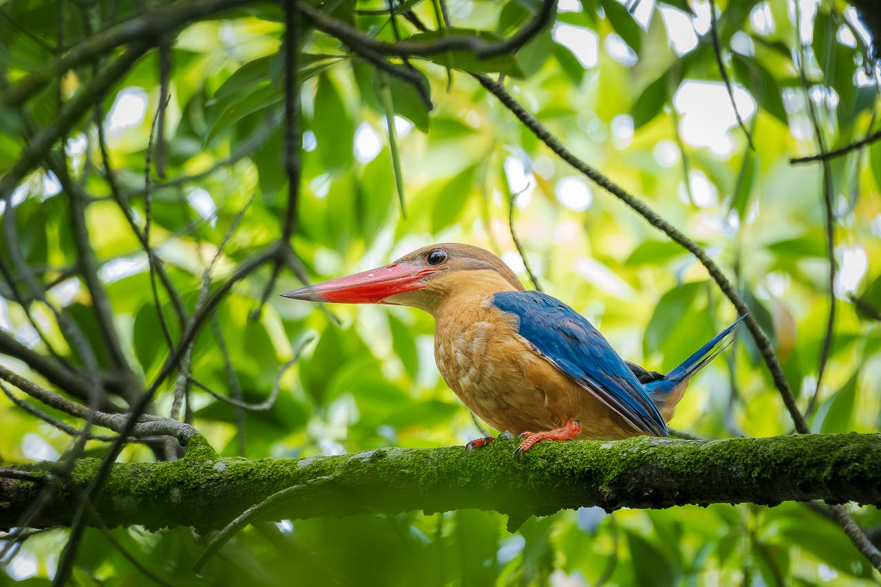 Birdwatching: Observing Nature Up Close