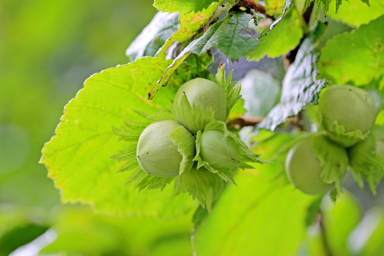 Hazel: A nature-driven classic with renewed warmth