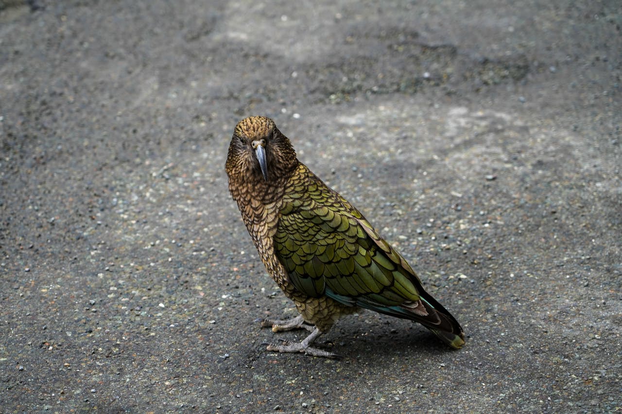 Kea Parrots Crack Logic Boxes For Treats