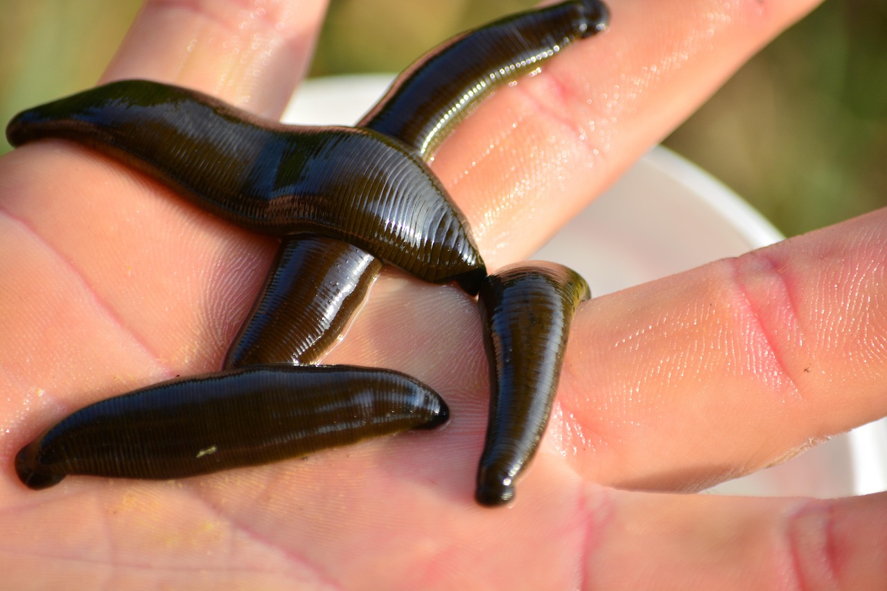 Harvesting Leeches
