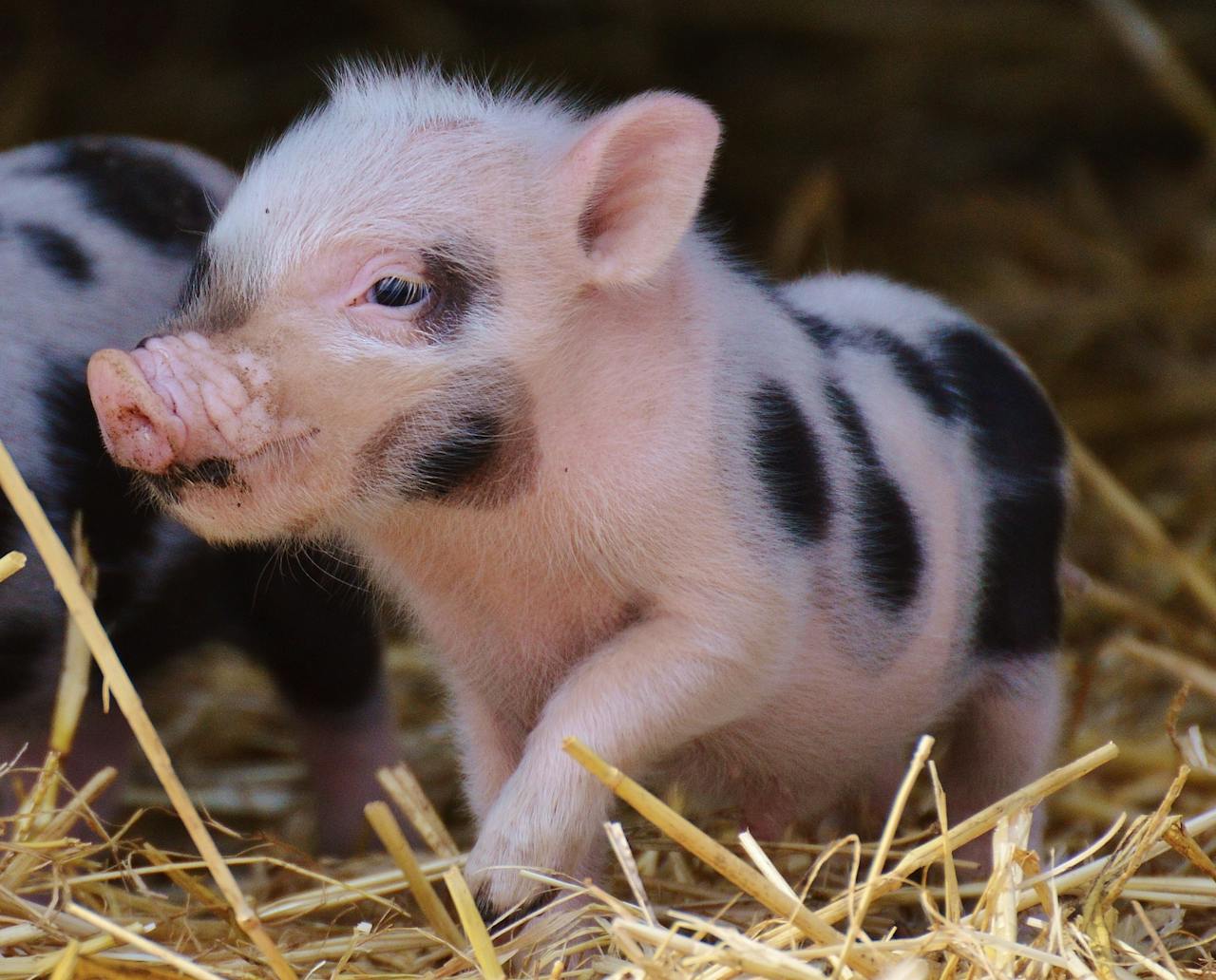 You cannot name a pig Napoleon in France