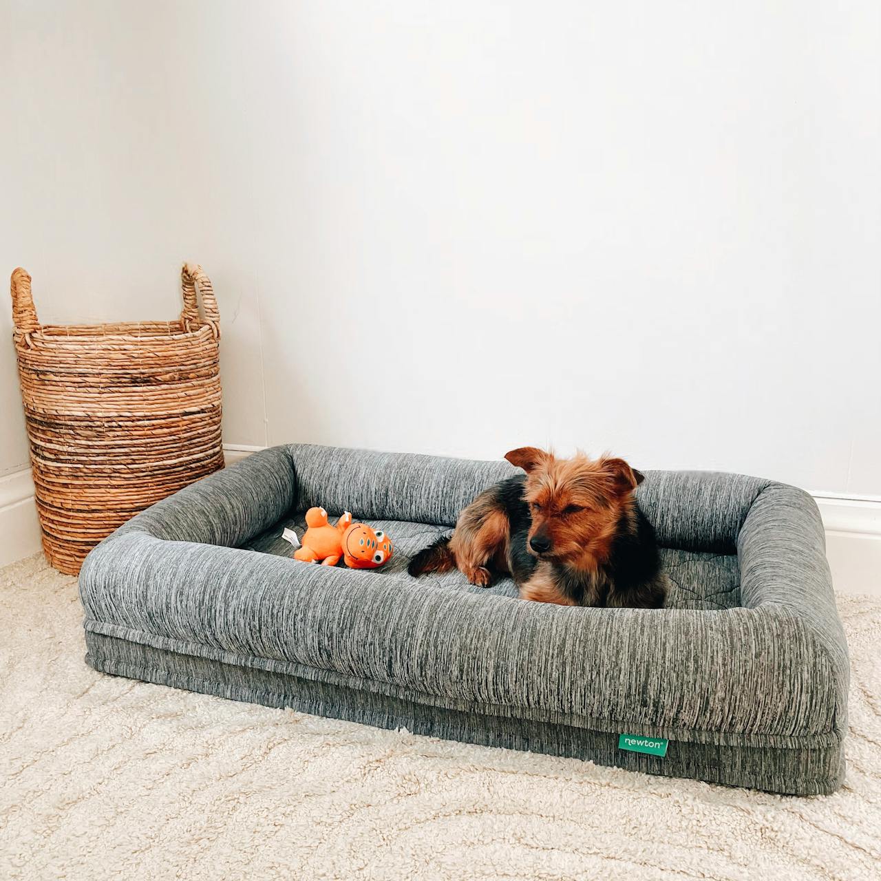 Pet Toys and Supplies