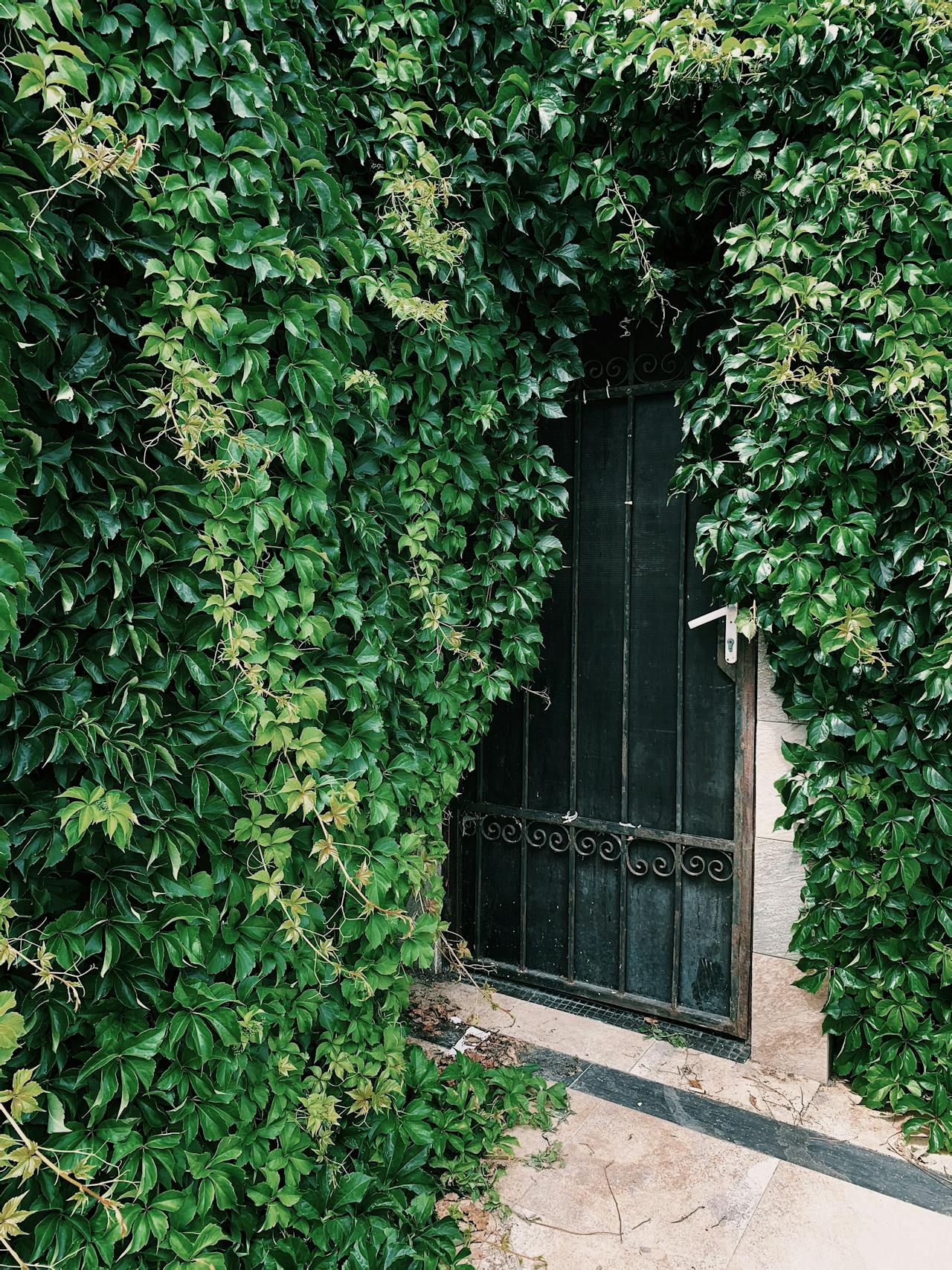 Overgrown landscaping