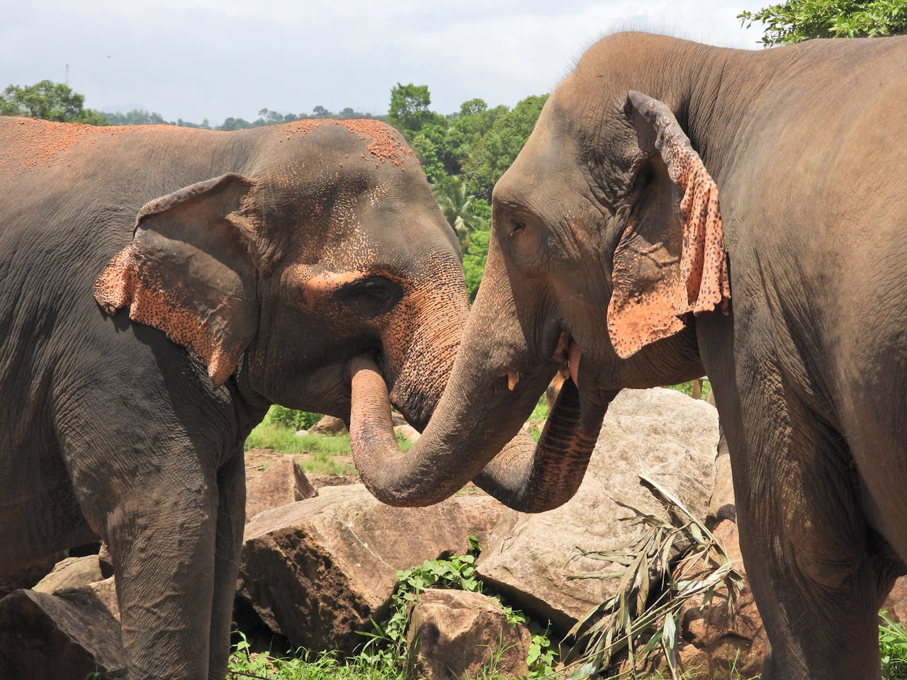 Elephants respond to death, not like humans