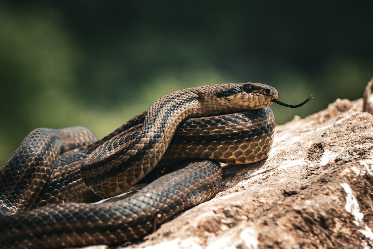  Snakes hiss to warn, not attack