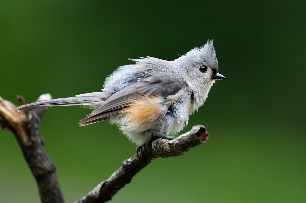 Birds fluff their feathers for many reasons