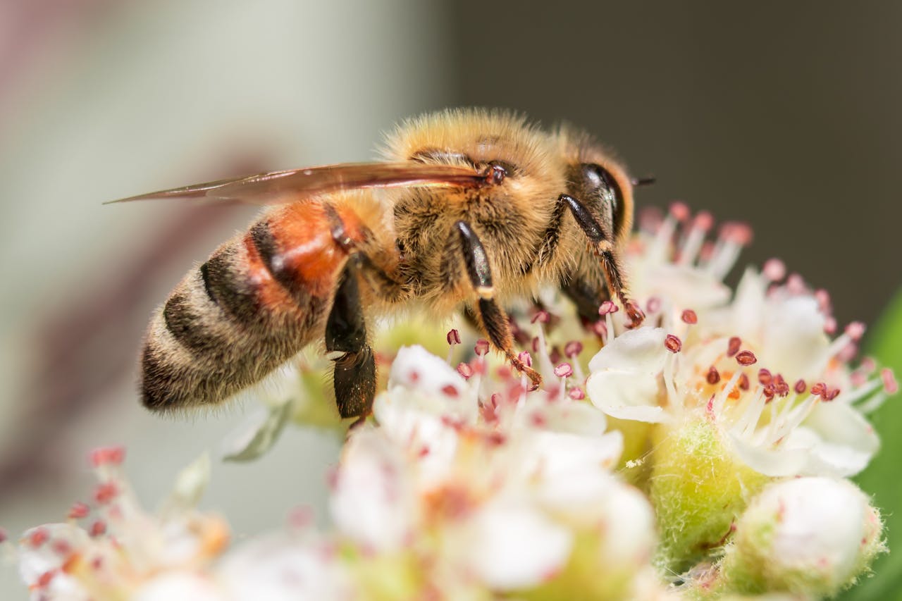 Not all bees die after stinging