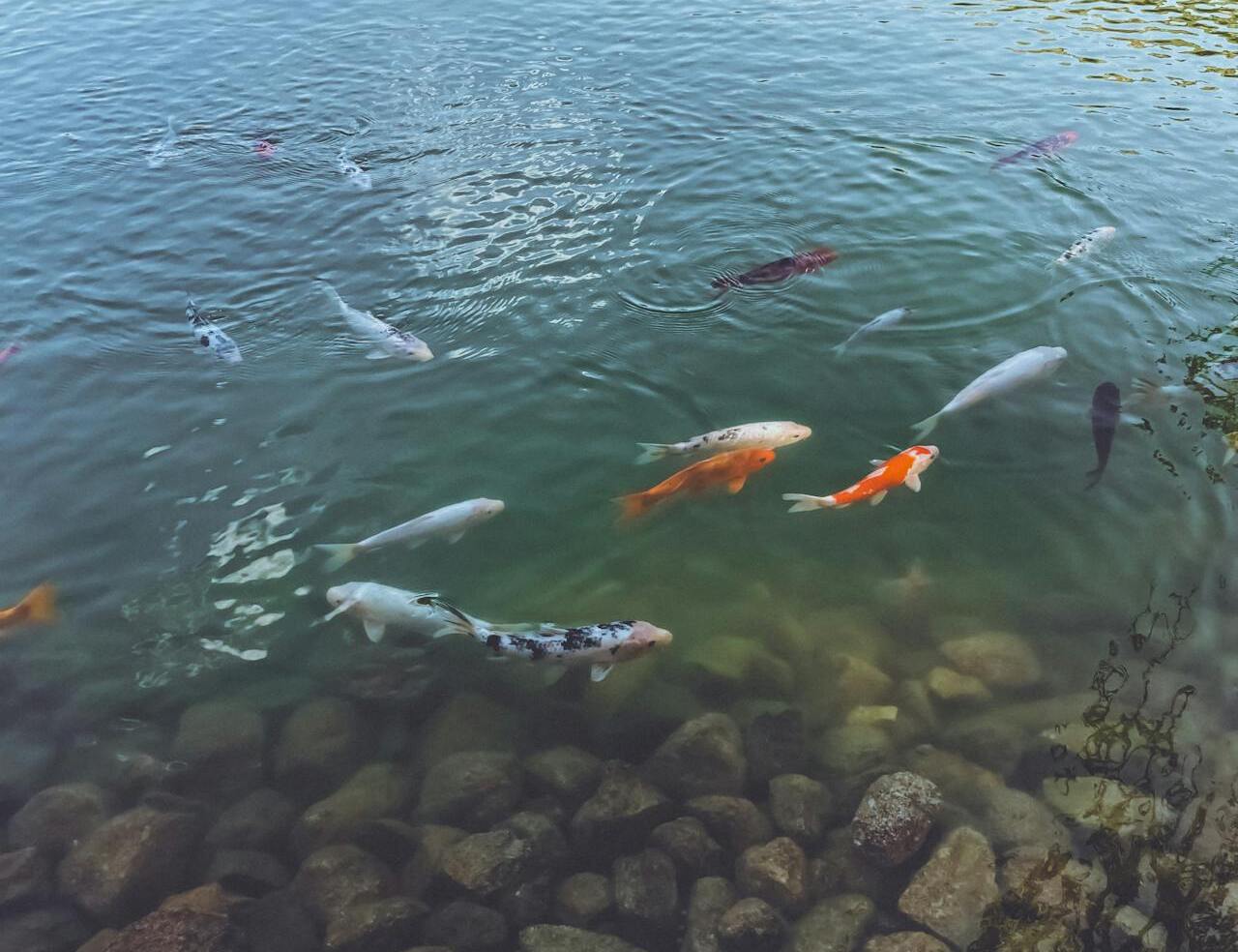 Fish jumping can be normal