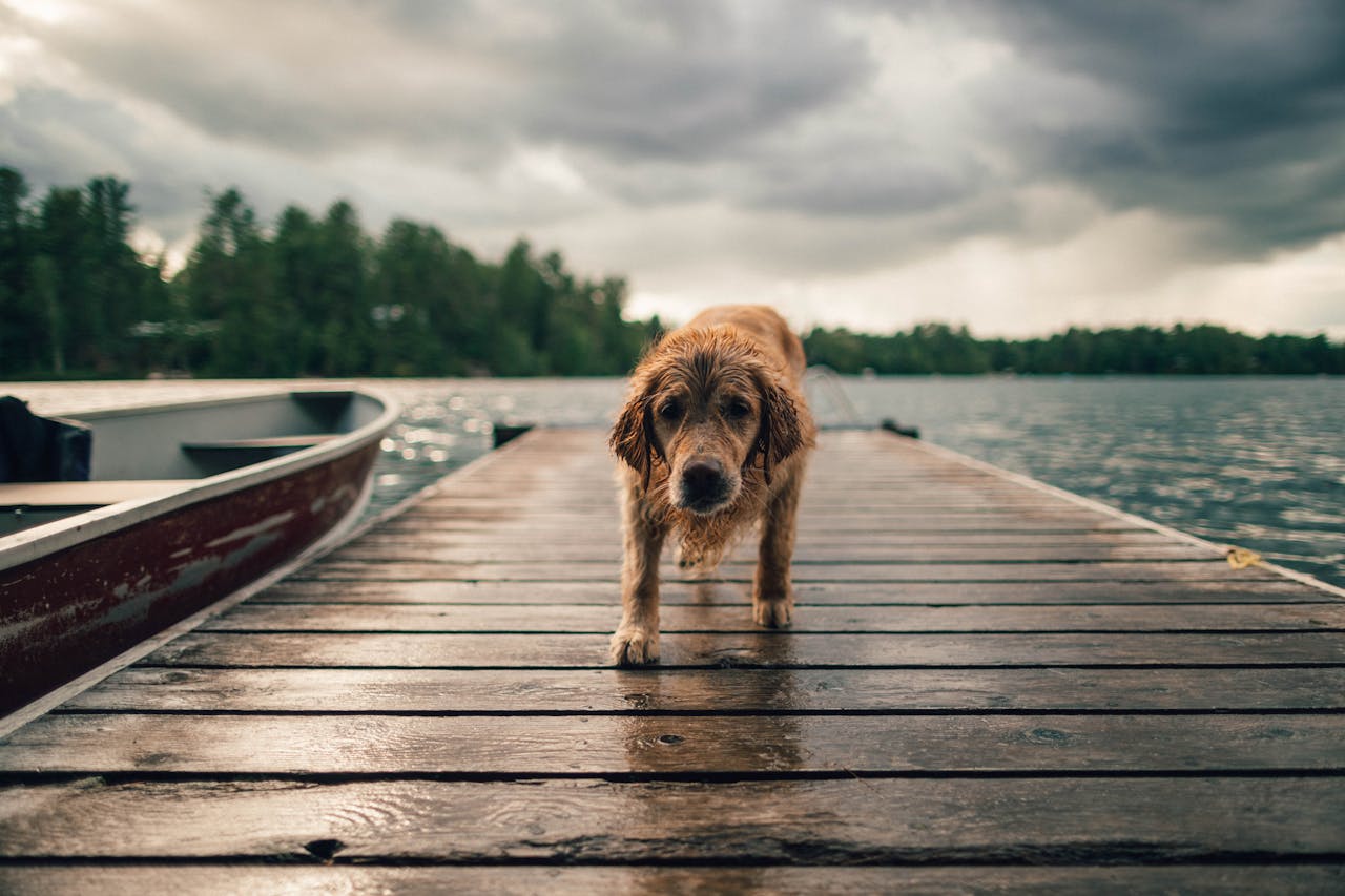 12 Reasons Animals Fear Human Voices More Than Anything Else