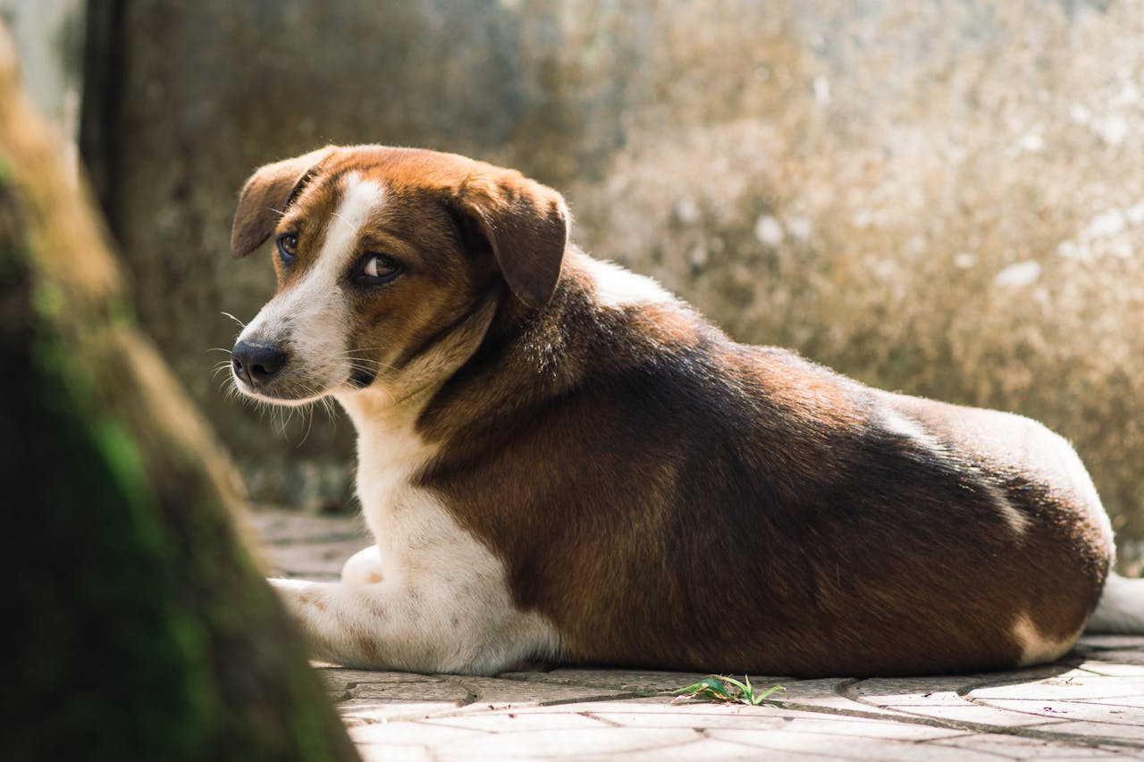Stray dog cautiously backing away after hearing an unfamiliar human voice
