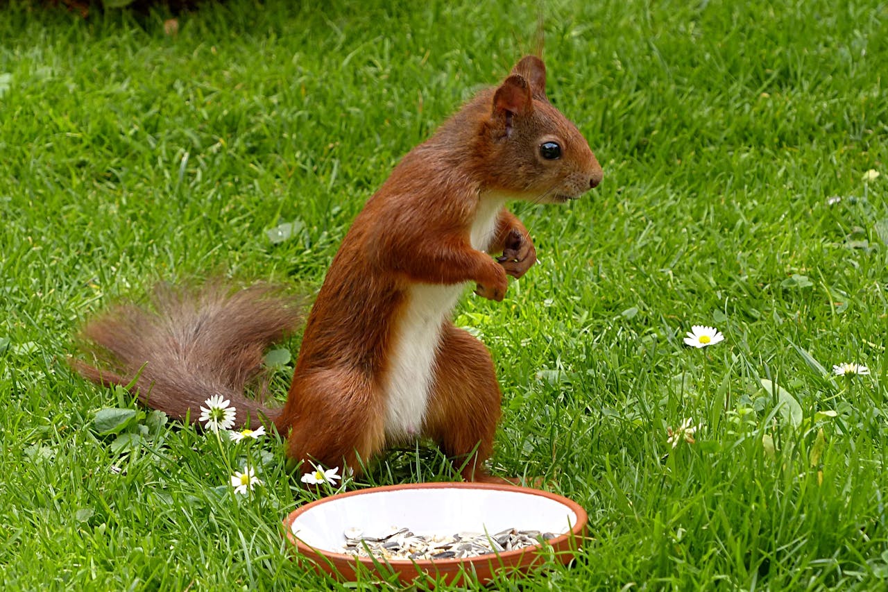 Squirrel sprinting across grass after a sudden loud noise in a park