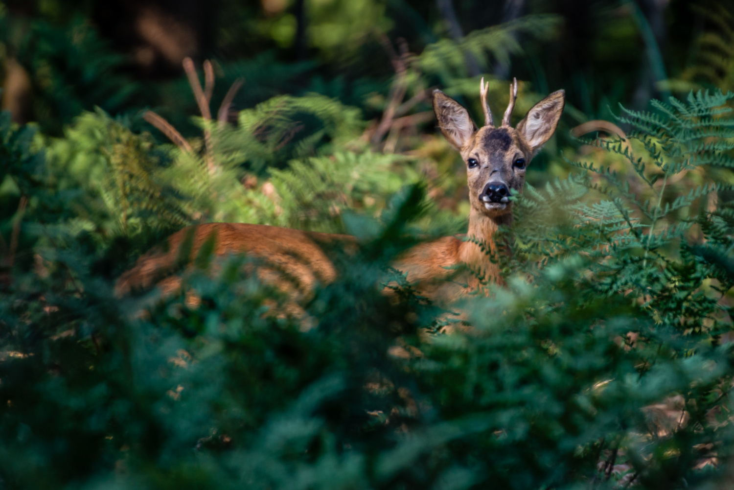 Wild deer standing still with ears raised after hearing a distant human voice