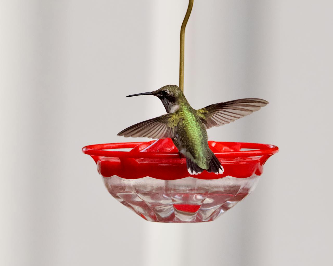 Small bird abruptly flying away after a nearby high-pitched human sound