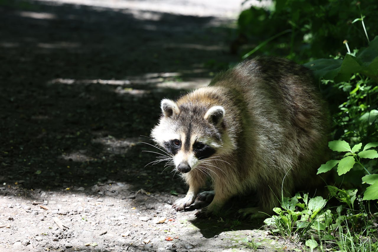 Urban raccoon pausing mid-step while listening for nearby human sounds