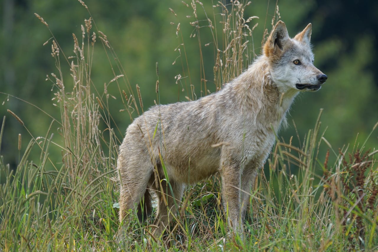 Person standing still and quiet as a fox watches cautiously from afar