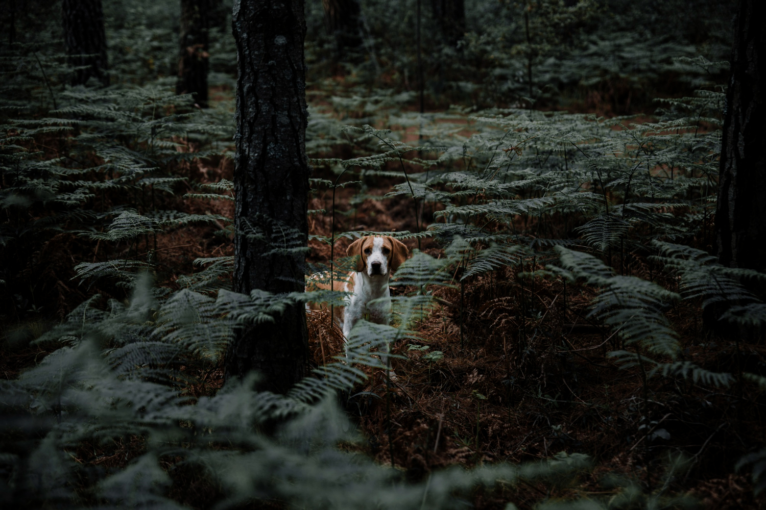 Wildlife animal hesitating near tree cover while observing a human nearby