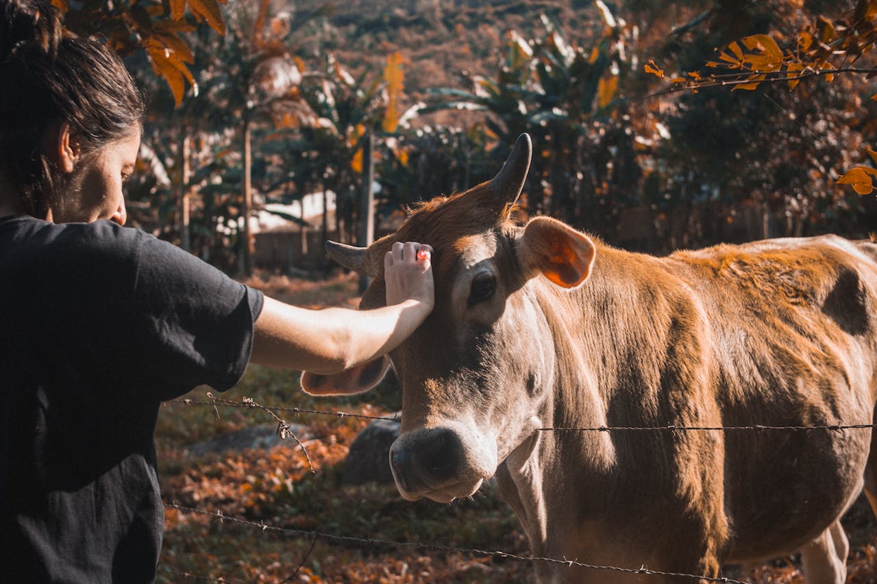 Farm animals appearing alert as a person calls out unexpectedly from a distance