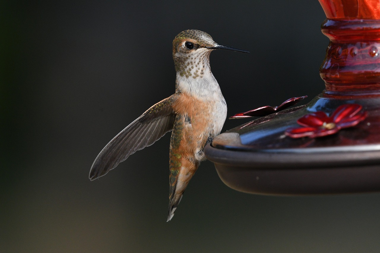 Birdwatching
