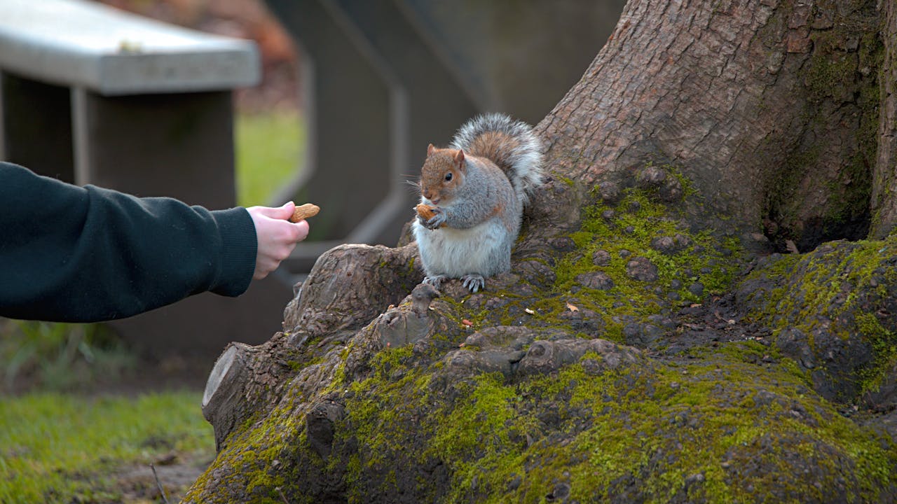 Feeding Wildlife at Parks or Beaches