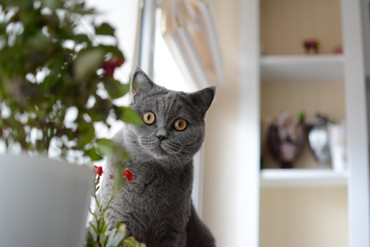 Indoor houseplants with a cat nearby, highlighting pet safety around toxic plants